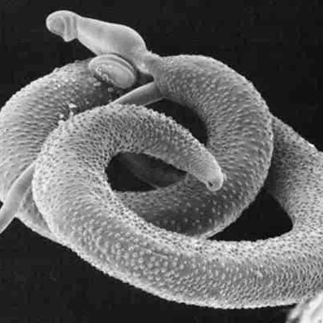 RNA Sequencing of Schistosoma mansoni