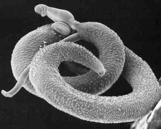 RNA Sequencing of Schistosoma mansoni